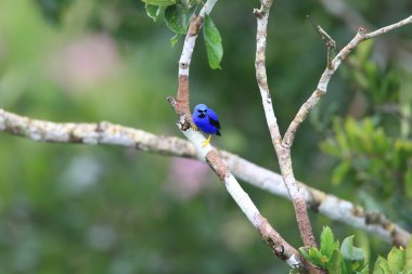 Ekvator mor Honeycreeper (Cyanerpes caeruleus)