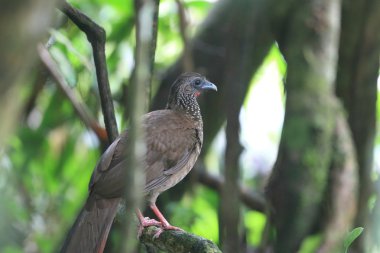 Benekli Chachalaca (Ortalis guttata) Ekvator