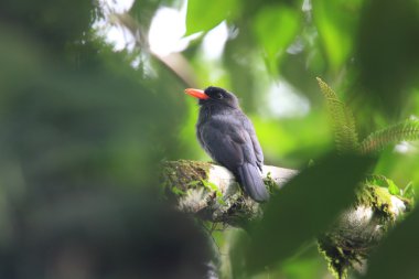 Nunbird (Monasa nigrifrons) Ekvator Kara alınlı