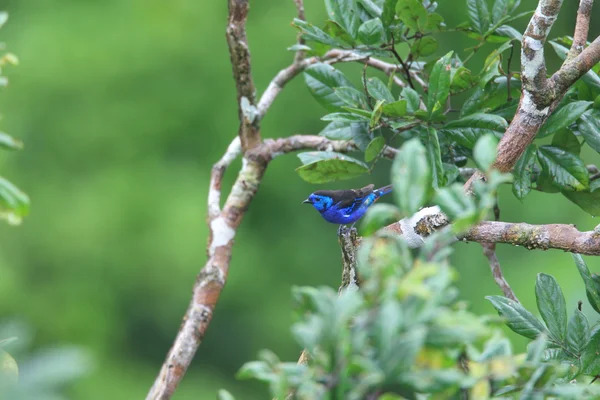 Opal sokumlu tanager (tangara velia) Amazon, ecuador — Stok fotoğraf