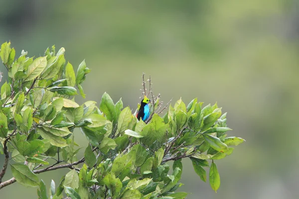 Paradise Tanager (Tangara chilensis) in Ecuador — Stock Photo, Image