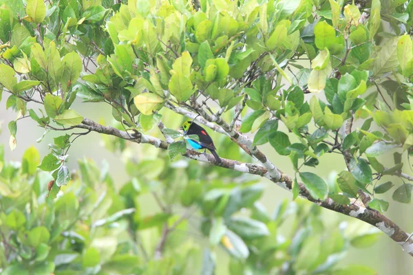 Paradise Tanager (Tangara chilensis) in Ecuador — Stock Photo, Image
