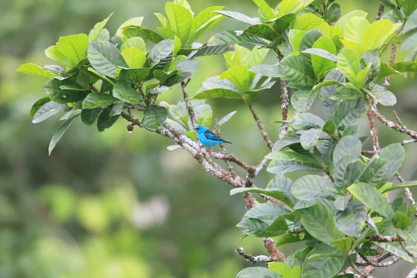 Dacnis bleu (Dacnis cayana) en Equateur — Photo
