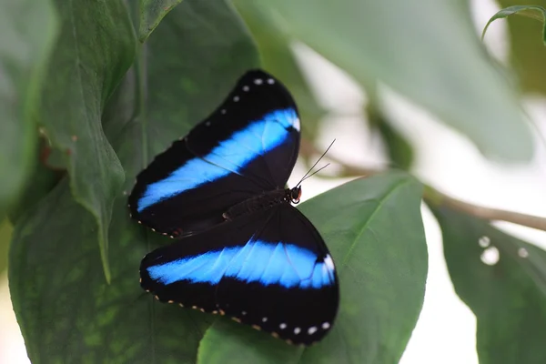 Morpho achilles vlinder in ecuador — Stockfoto