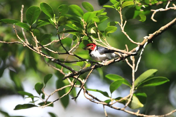 Pirossapkás kardinális (Paroaria (gularis))-Ecuador — Stock Fotó