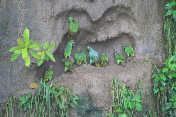 Amazonas de corona amarilla (Amazona ochrocephala) en Ecuador —  Fotos de Stock