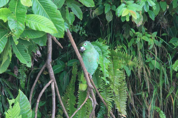 Борошниста Амазонки (Amazona farinosa) в Еквадорі — стокове фото
