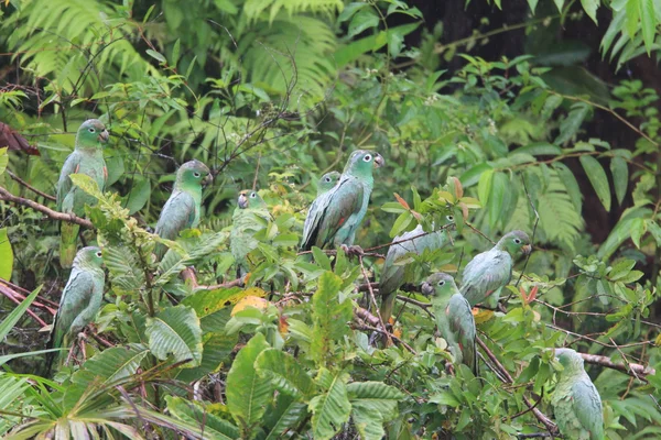 エクアドルの当たり障りのないアマゾン (アマゾナ farinosa) — ストック写真