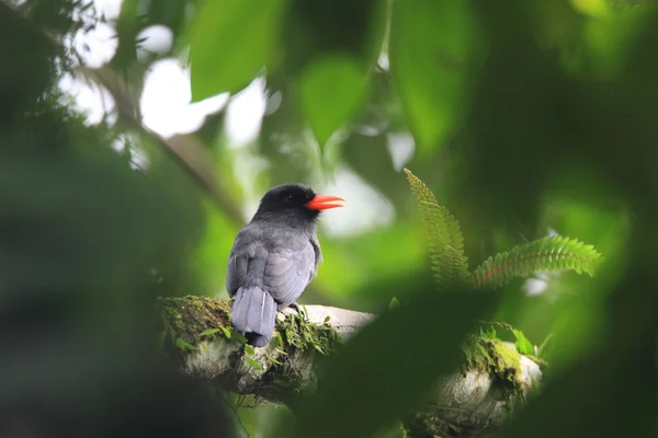 Black-fronted Trappist (Monasa nigrifrons) in Ecuador — Stockfoto