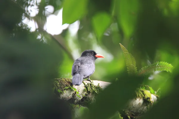 Svartansiktad nunnefågel (monasa utdöd nigrifrons) i Ecuador — Stockfoto