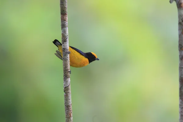 在厄瓜多尔的橙腹 Euphonia (Euphonia xanthogaster) — 图库照片