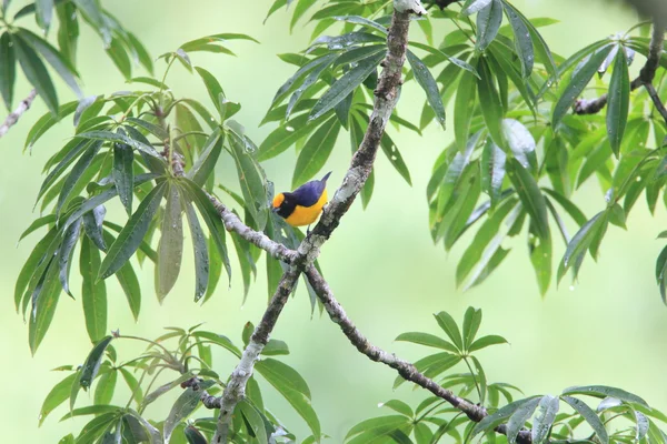 Euphonie à ventre orange (Euphonia xanthogaster) en Équateur — Photo