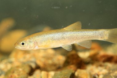 Ters yönde şişman minnow veya Japonya Çin golyan balığı (Rhynchocypris oxycephalus jouyi)