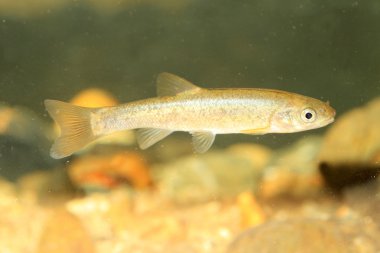 Ters yönde şişman minnow veya Japonya Çin golyan balığı (Rhynchocypris oxycephalus jouyi)
