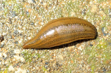 Sülükler (Whitmania pigra), Japonya