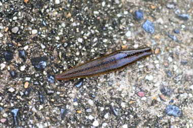 Sülükler (Whitmania pigra), Japonya