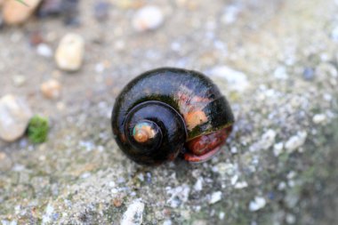 elma salyangoz veya altın elma salyangoz yumurta Japonya'da kanalize