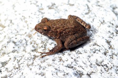 Kırışık kurbağa (Rana rugosa) Japonya'da