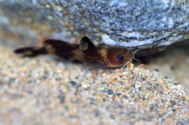 Stumpy bagrid kedi balığı ya da Japonya'da Stumpy bullhead (Coreobagrus ichikawai)