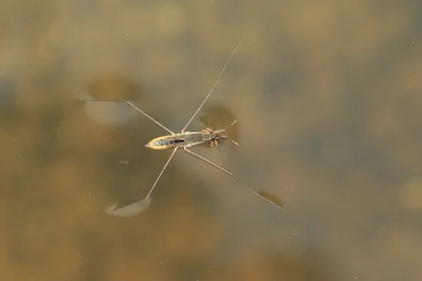 Water strider Waterman paludum in japan — Stockfoto