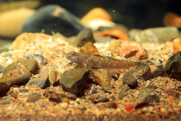 Rhinogobius flumineus goby fish en Japón —  Fotos de Stock