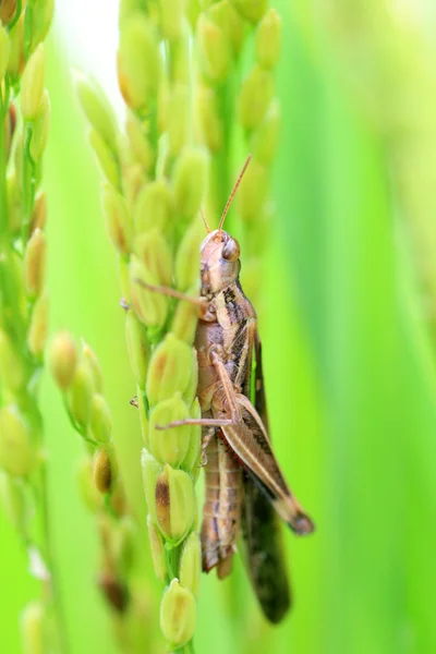 日本 thalassinus 花胫绿纹蝗蝗虫 — 图库照片