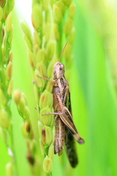 Aiolopus thalassinus tamulus gafanhoto no Japão — Fotografia de Stock