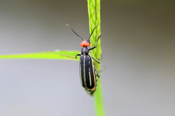 Bean blister beetle (Epicauta gorhami) in Japan — Stock Photo, Image
