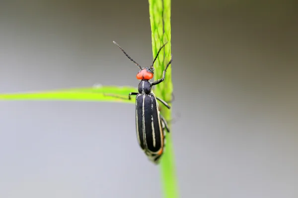 Bean Majkovití (Epicauta gorhami) v Japonsku — Stock fotografie