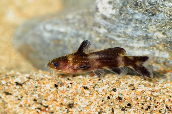 Stumpy bagrid catfish of Stumpy dwergmeerval (Coreobagrus ichikawai) in japan — Stockfoto