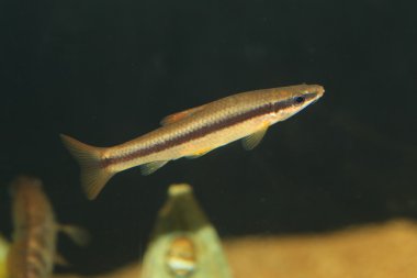 Çizgili yüzünde morarma (Pungtungia herzi) Japonya'da