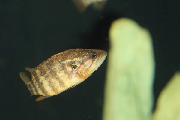 Japanese aucha perch or Spotear brook perch (Coreoperca kawamebari) in Japan — Stock Photo, Image