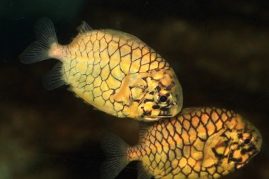 Japonya Süper balık (Monocentris japonica)