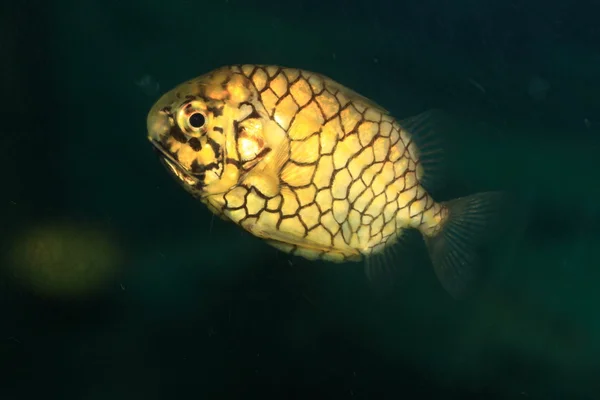 Borovou ryb (Monocentris japonica) v Japonsku — Stock fotografie