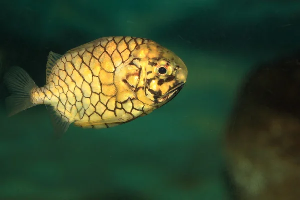 Pinecone fish (Monocentris japonica) in Japan — Stock Photo, Image