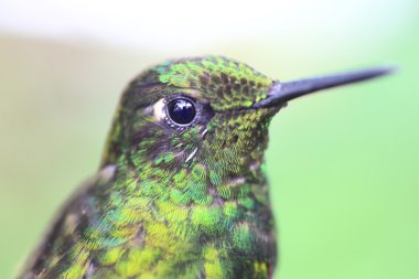 Tutkunu kuyruklu Coronet (Boissonneaua flavescens tinochlora)