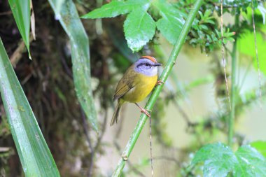 Russet tepeli ötleğen (Basileuterus coronatus elatus)