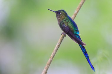 Menekşe kuyruklu Sylph (Aglaiocercus coelestis)