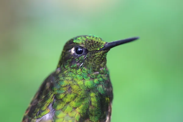 Tutkunu kuyruklu Coronet (Boissonneaua flavescens tinochlora) — Stok fotoğraf