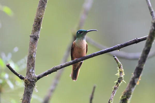 Brillante (Heliodoxa rubinoides) en Ecuador — Foto de Stock