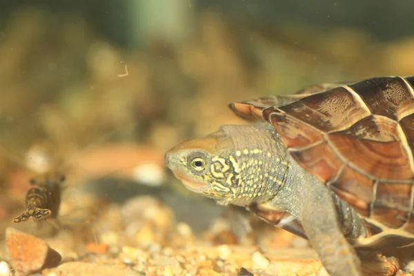 Chinese three-keeled pond turtle or Reeve's pond turtle (Chinemys reevesii) in Japan — Stock Photo, Image