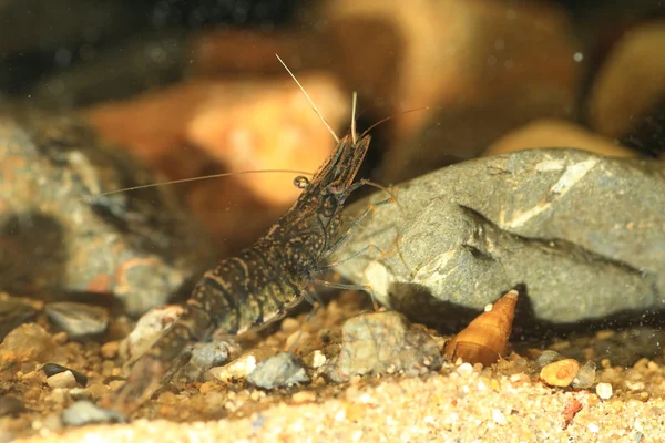 Common prawn or Lake prawn (Palaemon paucidens) in Japan — Stock Photo, Image