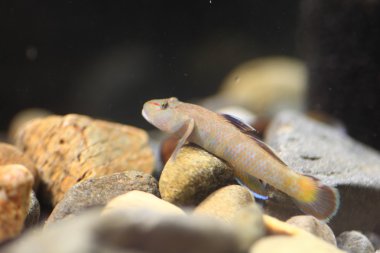 rhinogobius taze kayabalığı, Japonya