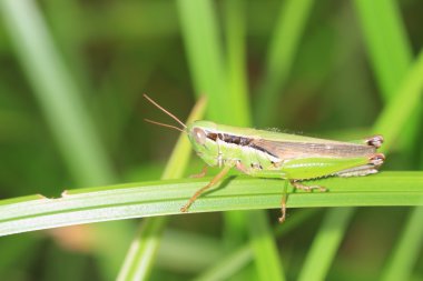 oxya yezoensis çekirge, Japonya