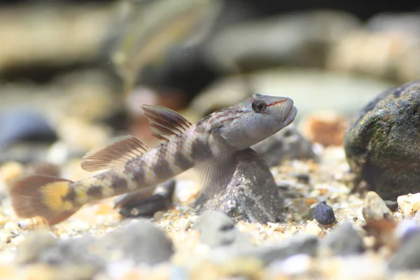 Rhinogobius kurodai 虾虎鱼在日本 — 图库照片