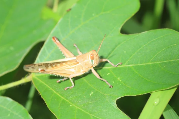 Patanga japonica grasshopper in Japan — Stock Photo, Image