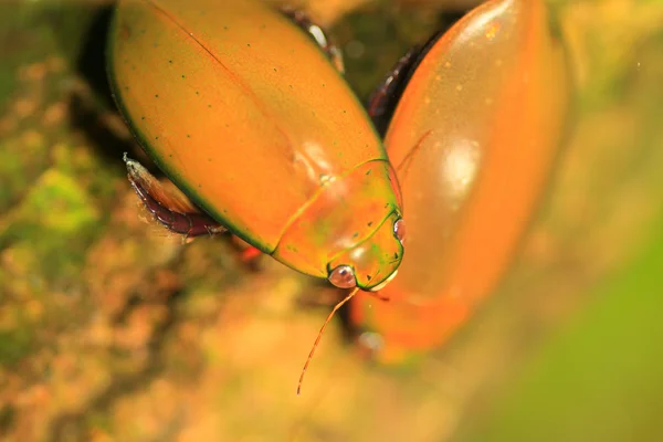 琉球島でカブトムシをダイビング cybister sugillatus 日本します。 — ストック写真