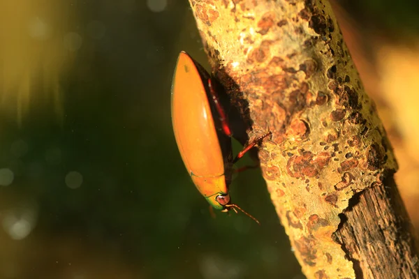 龙虱 sugillatus 潜水甲虫在琉球岛上，日本 — 图库照片