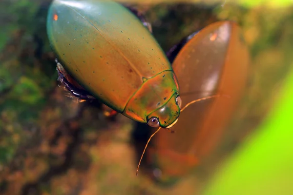 琉球島でカブトムシをダイビング cybister sugillatus 日本します。 — ストック写真