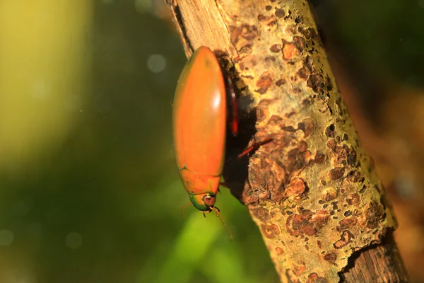 琉球島でカブトムシをダイビング cybister sugillatus 日本します。 — ストック写真